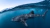 Swim with Whale Sharks, Full Day Snorkel Tour - Ningaloo Reef