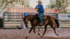 Group Outback Horse Riding Lesson, 1 Hour - Katherine, NT