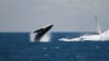 Afternoon Whale Watching Cruise, 3 Hours - Hervey Bay, Queensland