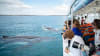 Ultimate Whale Watching Cruise, 3 Hours - Hervey Bay, Queensland