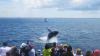 Whale Watching Cruise, 2 Hours - Jervis Bay