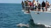 Dolphin Spotting Cruise, 90 Minutes - Jervis Bay