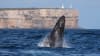 Whale Watching Cruise, 2 Hours - Jervis Bay