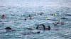 Swim With Dolphins & Seals - Mornington Peninsula - For 2