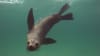 Swim With Dolphins & Seals - Mornington Peninsula - For 4