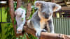 Koala and Wildlife Park Entry - Kuranda