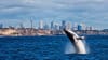 Whale Watching Cruise, 4 Hours - Sydney