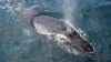 Whale Watching Cruise, 4 Hours - Phillip Island