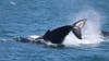 Intimate Whale Watching Cruise, 3 Hours - Mooloolaba, Sunshine Coast