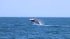 Intimate Whale Watching Cruise, 3 Hours - Mooloolaba, Sunshine Coast