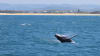 Intimate Whale Watching Cruise, 3 Hours - Mooloolaba, Sunshine Coast