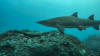 Grey Nurse Shark Double Dive, 4 Hours - Nurse Rock