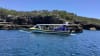 Whale Watching Cruise from Shell Cove - 90 Minutes