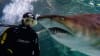 Dive With Sharks - Sunshine Coast SEA LIFE Aquarium