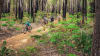 Full Day Dwellingup Munda Biddi Mountain Bike Experience