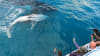 Whale Watching Cruise with Lunch, 5 Hours - Hervey Bay