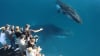 Fraser Island Whale Watching Cruise with Transfers, Half Day - Hervey Bay