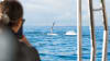 Whale Watching and K'gari Island Adventure Tour, 5 Hours - Hervey Bay