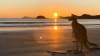 Cape Hillsborough Beach Sunrise with Wallabies & Kangaroos, 4 Hours - Mackay