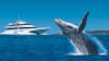 Moreton Bay Cruise with Dolphin Feeding and Whale Watching