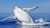 Augusta Whale Watching Tour - Margaret River - 2 Hours