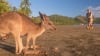 Cape Hillsborough Beach Sunrise with Wallabies & Kangaroos, 4 Hours - Mackay