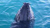 Sunset Whale Watching Cruise, 3 Hours - Broome