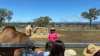 Camel Farm Tour with Tasting, 1 Hour - Harrisville, Greater Brisbane