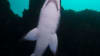 Scuba Dive With Grey Nurse Sharks, 1 Day - Bushrangers Bay