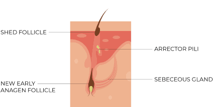 TELOGEN 1 (1)