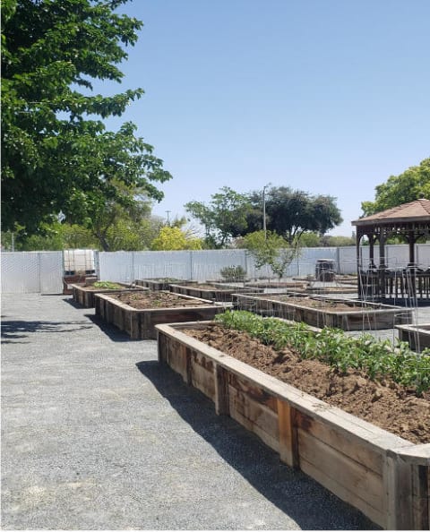 Garden beds with plants