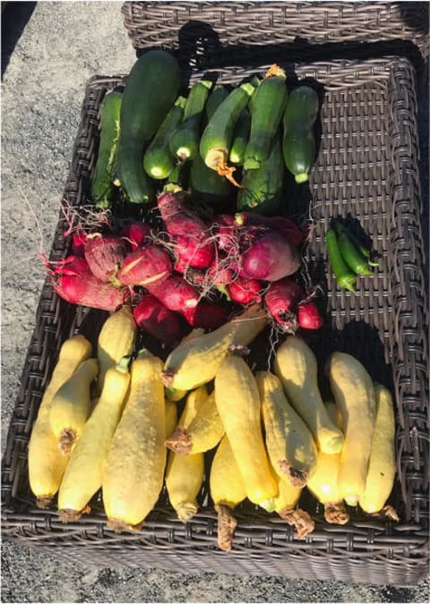 Fresh produce from Greenfield Community Garden