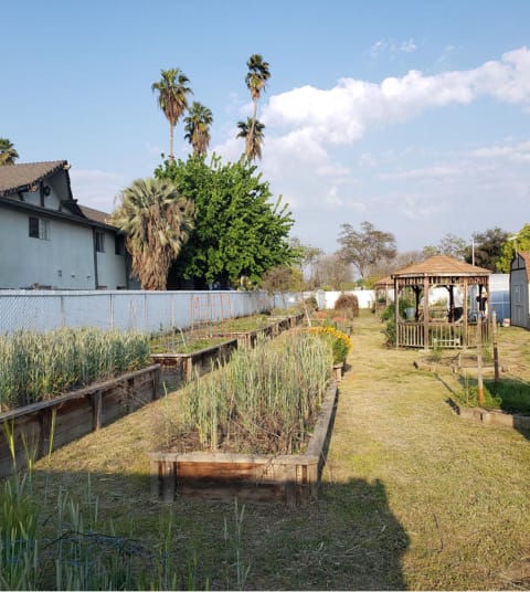 Overgrown garden beds