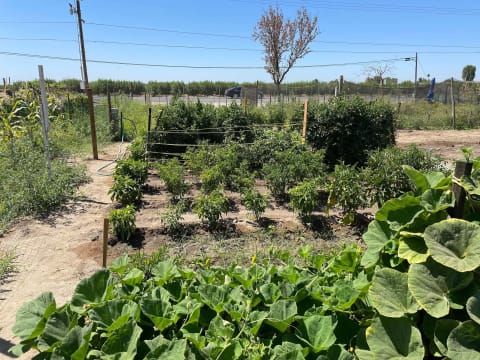 Crops in community garden