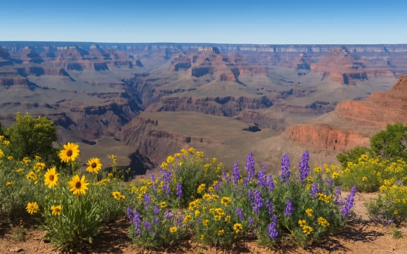 A panoramic view of the Grand Canyon with clear skies and blooming wildflowers on the rim.