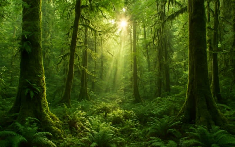 Image of lush green rainforest in Olympic National Park with sunlight filtering through the dense canopy.
