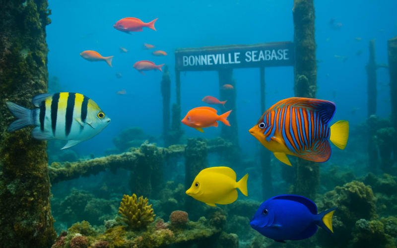 A vibrant underwater scene at Bonneville Seabase, with colorful fish swimming among submerged structures.