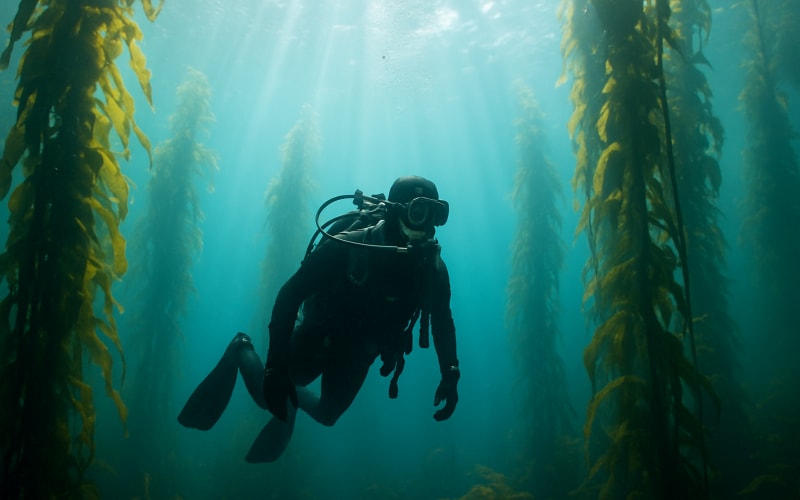 A scuba diver exploring the kelp forests in Monterey Bay with sunlight filtering through the water.