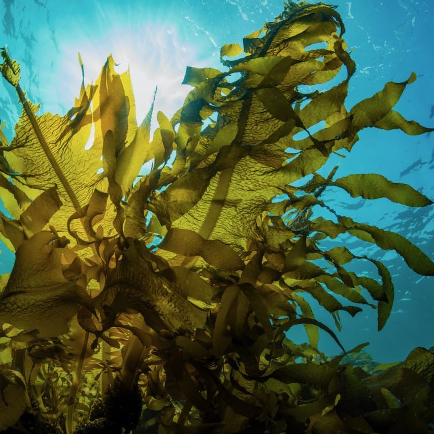 Did You Know Seaweed Is A Powerhouse Skincare Ingredient?