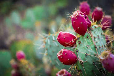 Why Prickly Pear Is The ‘It’ Ingredient For Skin And Hair