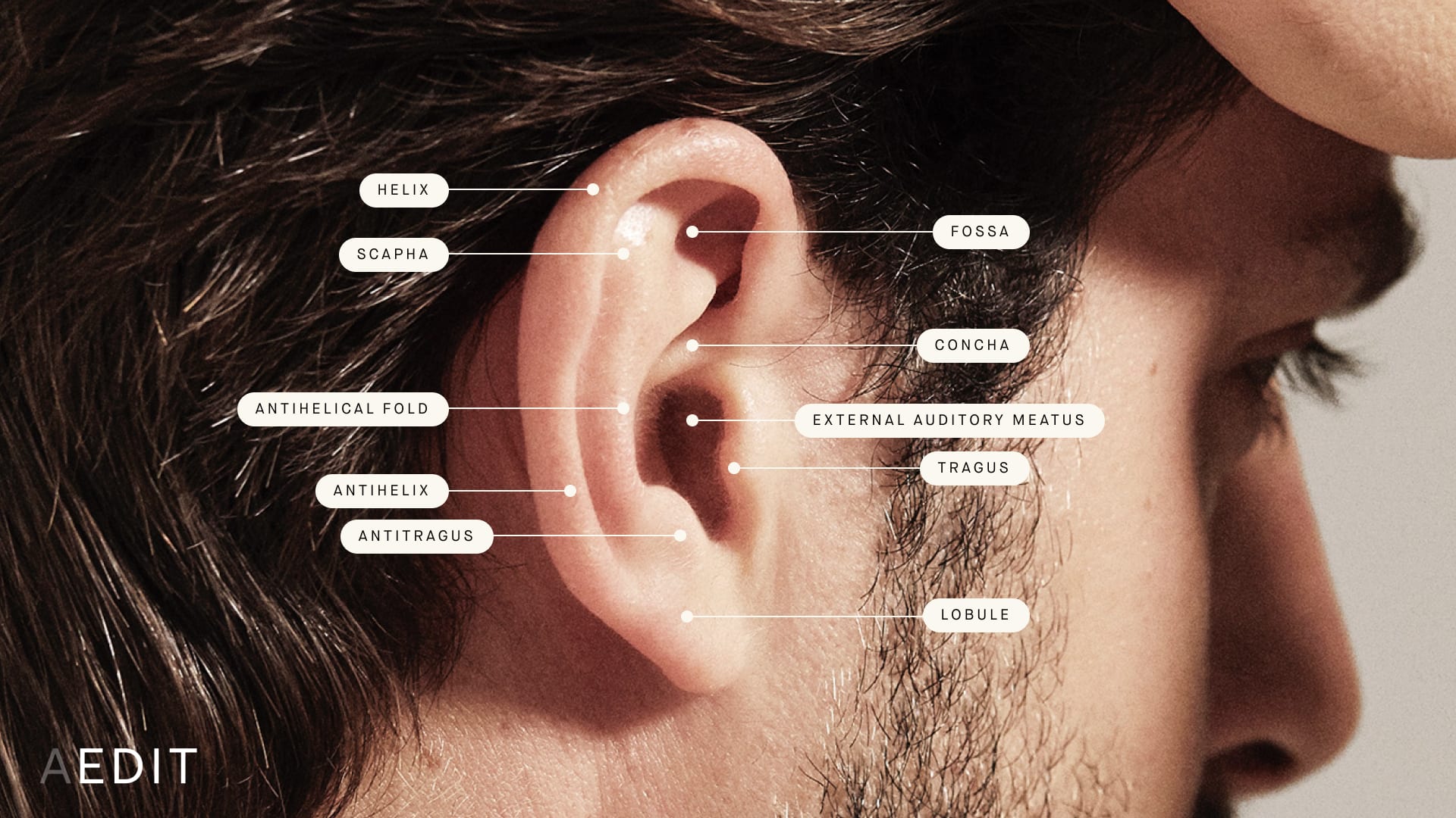 Pictures Of Ear Anatomy