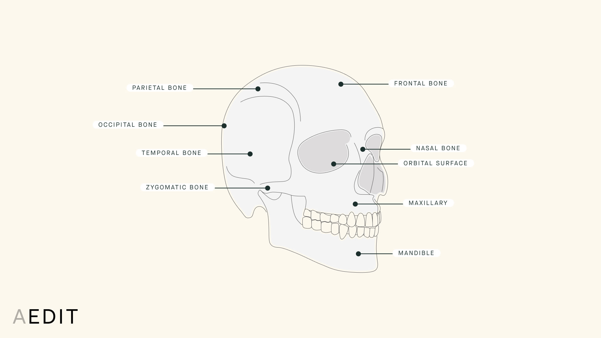 Skull Anatomy Illustration
