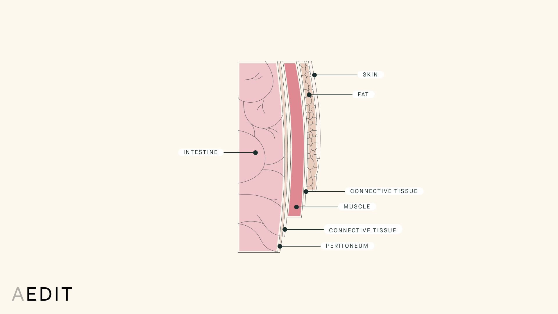 Belly Fat Anatomy Illustration