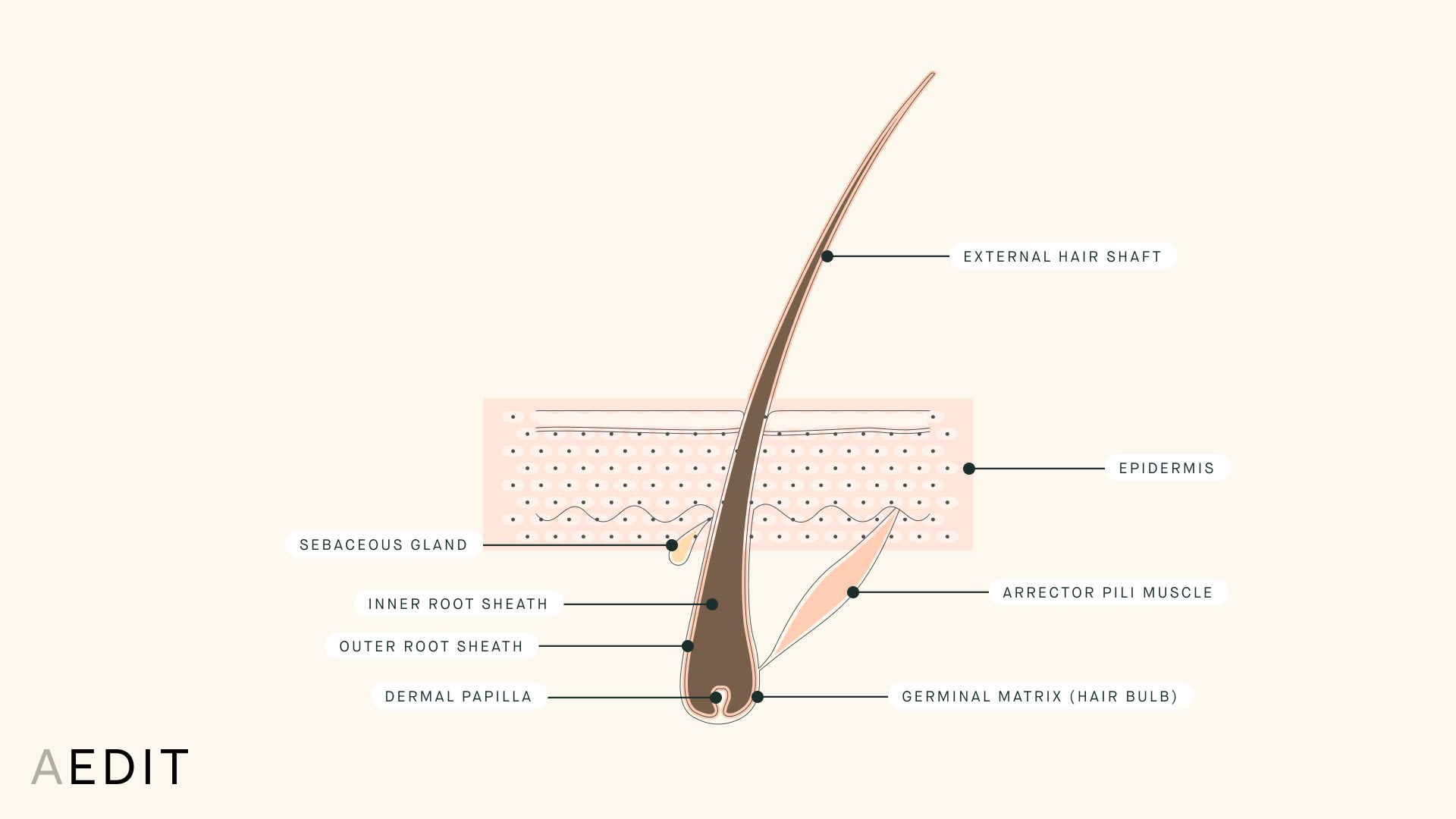 Hair Follicle Anatomy Illustration