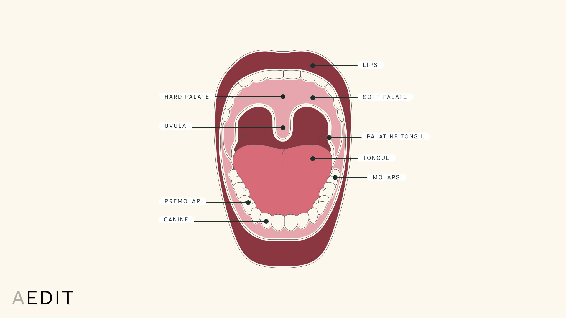 Mouth Oral Cavity Anatomy Illustration