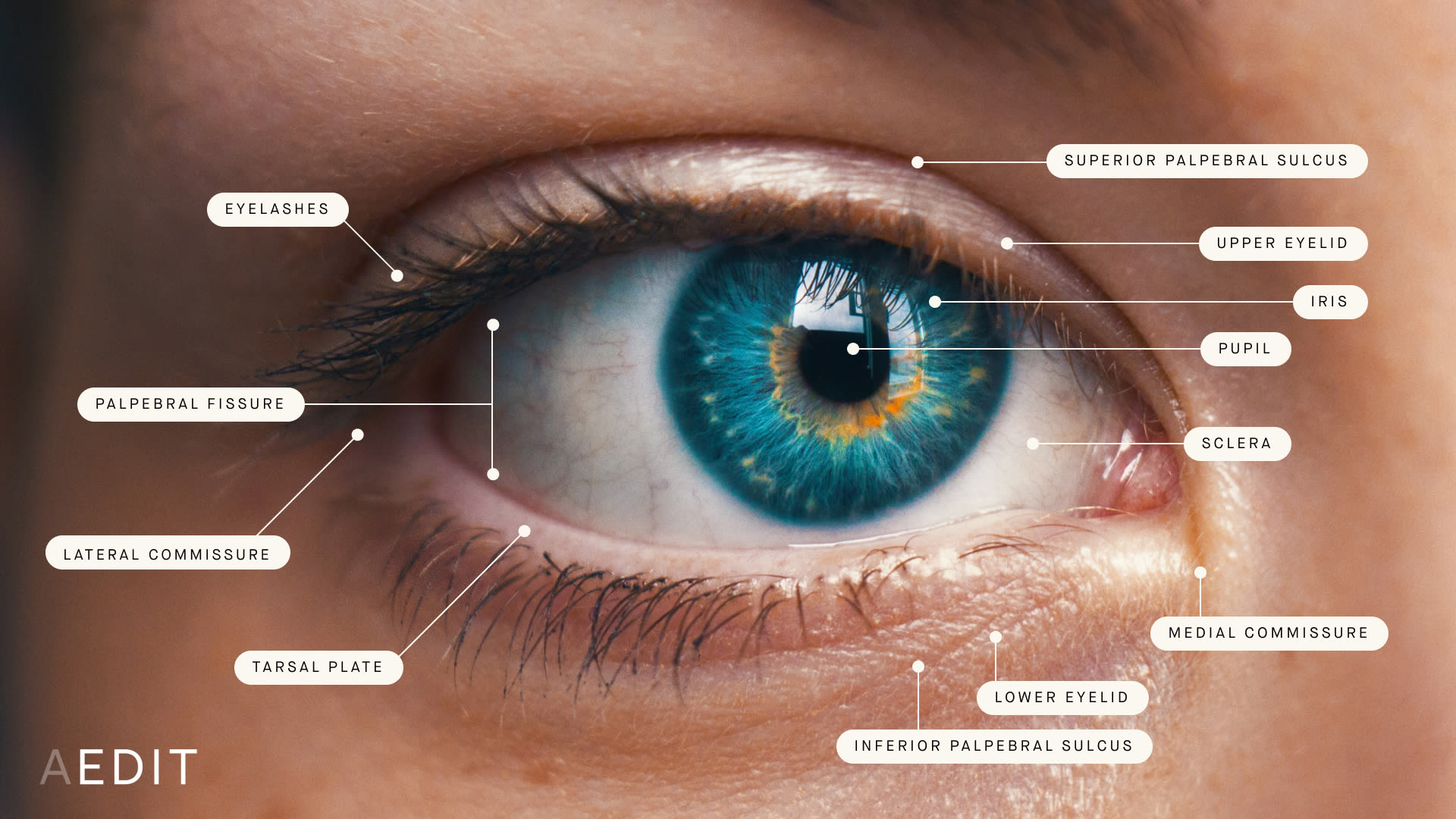 Human Eyelid Anatomy 