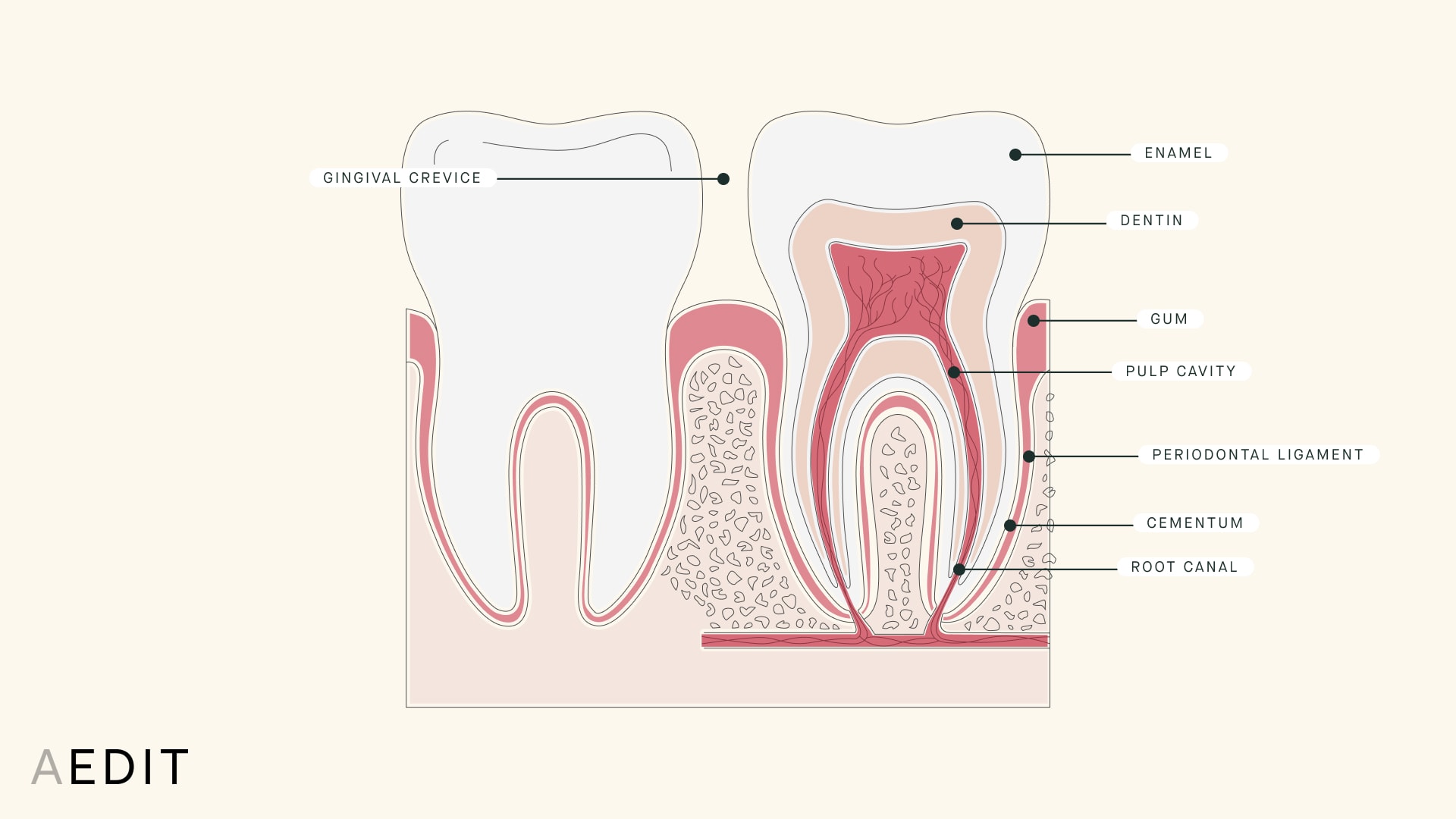 Tooth Anatomy Cross Section Illustration
