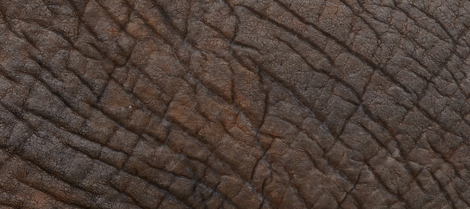 Scars