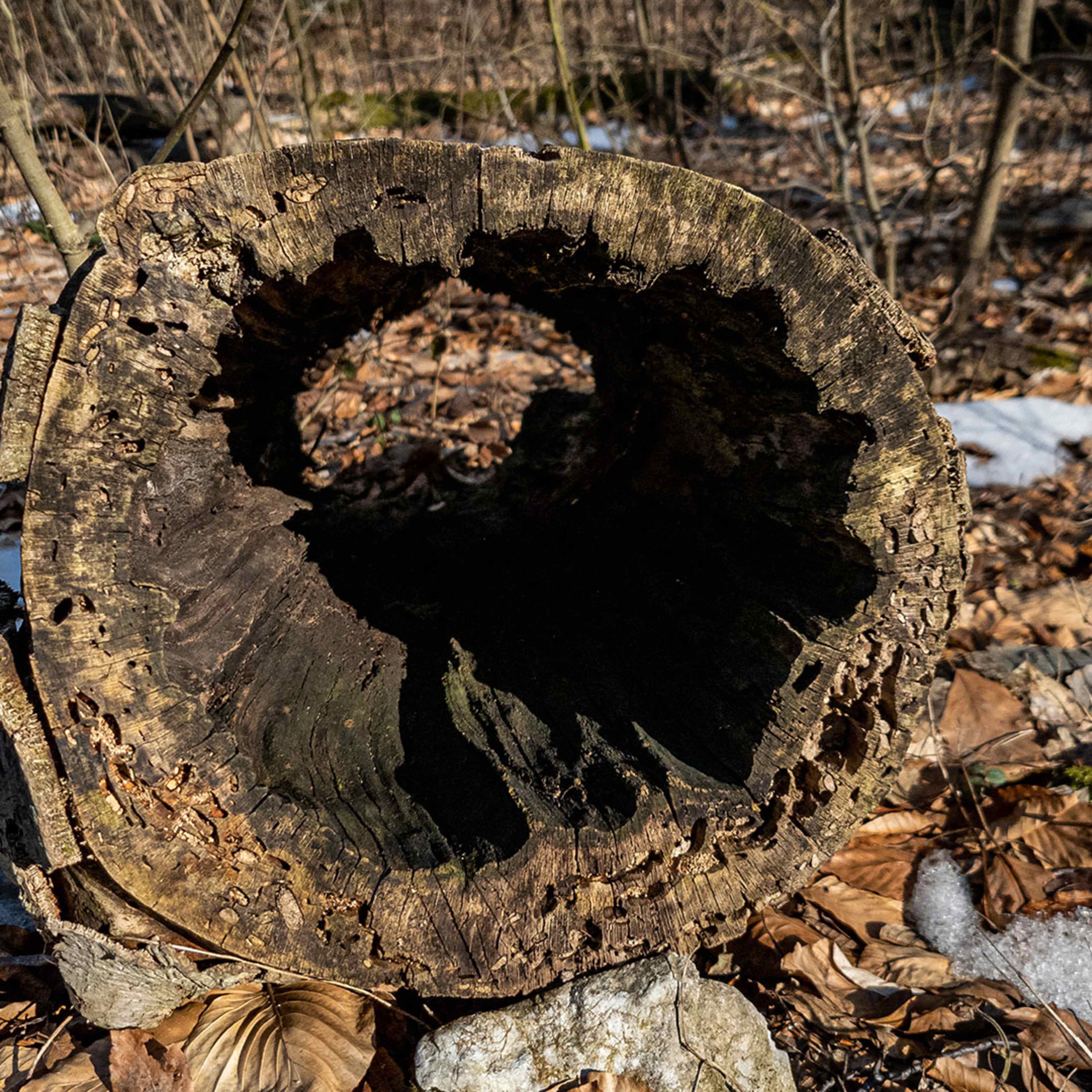 A hollow, decaying tree trunk lies on the forest floor, surrounded by fallen leaves and snow-covered ground.