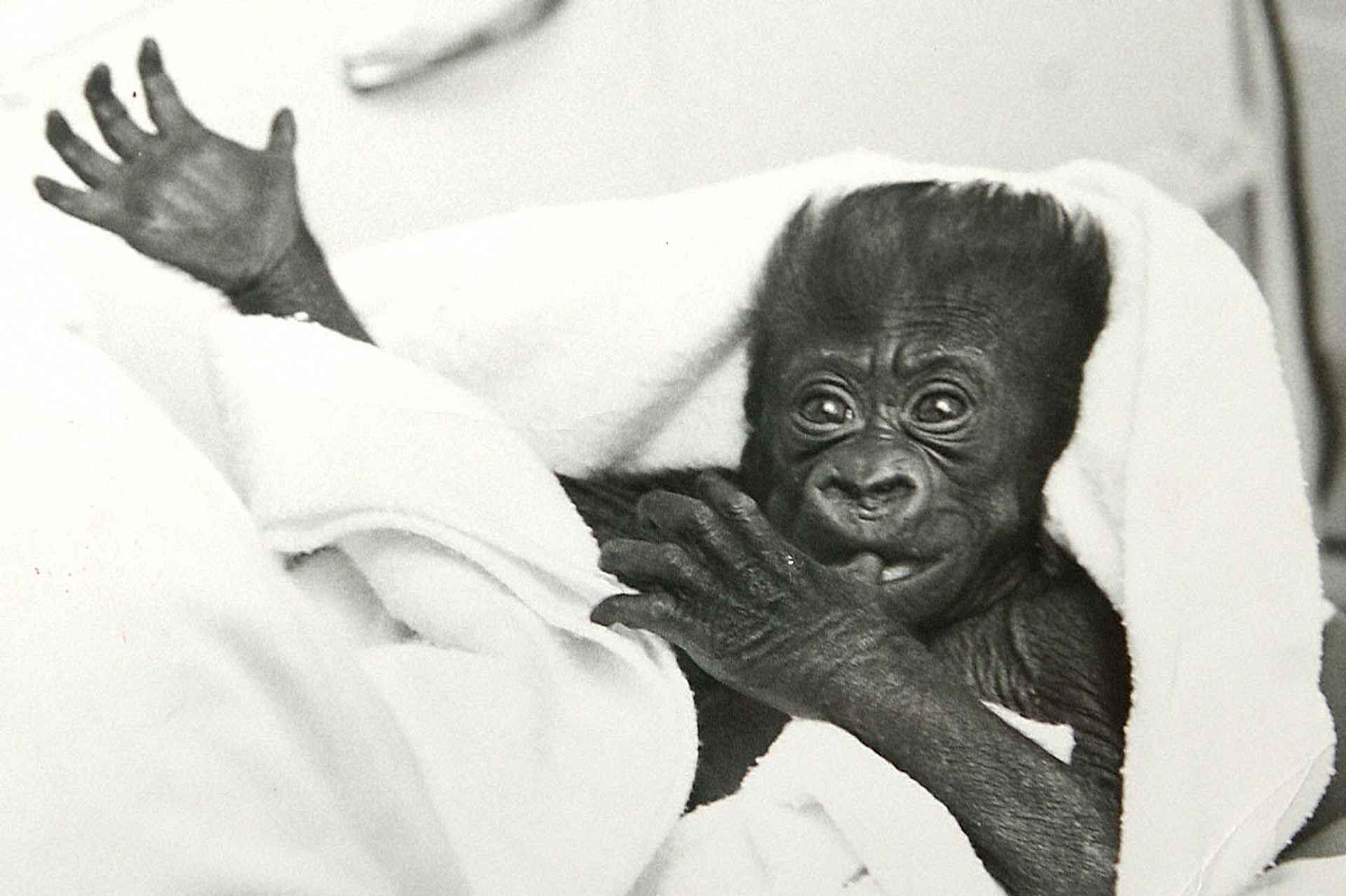 COLO THE BABY GORILLA .  

COLUMBUS ZOO RUNS THE GORILLA SURROGACY PROGRAMME WHICH TEACHES BABY GORILLAS WHO HAVE BEEN REJECTED BY THEIR MOTHERS TO ACT AND BEHAVE LIKE GORILLAS. THEY ARE TAUGHT BY HUMANS, THEN REINTRODUCED TO A SURROGATE GORILLA MOTHER. COLUMBUS ZOO, OHIO. 

MUST BE CAPTIONED GARYROBERTS/WORLDWIDEFEATURES.COM